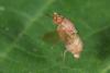 Minettia plumicornis
